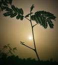 Suntree evening click Royalty Free Stock Photo