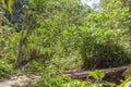 Plants In The Amazon Jungle Royalty Free Stock Photo