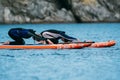 SUP Stand Up Paddle Board Yoga on the sea Royalty Free Stock Photo