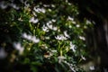 Supachoke Gardenia, small, fragrant white flowers, Royalty Free Stock Photo