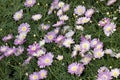 Supacrest Marguerite (Argyranthemum frutescens) Royalty Free Stock Photo