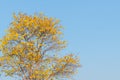 Supanika Flower, Cochlospermum regium