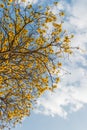 Supanika Flower, Cochlospermum regium