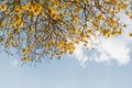 Supanika Flower, Cochlospermum regium