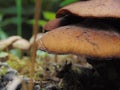 Super Amazing Beautiful Up Close Mushrooms