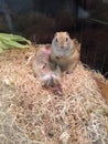 Super amazing cute baby hamster rat with dark eye the most beautiful background Royalty Free Stock Photo