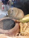 Super amazing sleep baby hamster rat with dark eye the most beautiful background