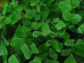 Super Beautyfull Green Adiantum raddianum