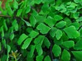 Super Beautyfull Green Adiantum raddianum