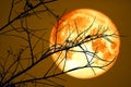 Super Blood Cold Moon on dark sky and silhouette dry tree at the night Royalty Free Stock Photo
