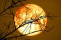 Super Blood Cold Moon on dark sky and silhouette dry tree at the night Royalty Free Stock Photo