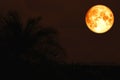 super blood moon back silhouette in ancient palm tree night sky