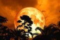 super blood moon back silhouette ancient palm tree night sky