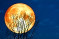 Super blood moon back silhouette dry tree in the night sky Royalty Free Stock Photo