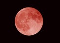 Super blood moon, lunar eclipse, los angeles, california Royalty Free Stock Photo