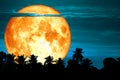 super blood snow moon back silhouette tree on night sky Royalty Free Stock Photo