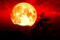 Super blood strawberry moon back cloud and tree in the field and red sky Royalty Free Stock Photo