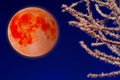 Super bloody moon and snowy tree