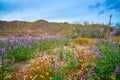 Super Bloom in the Desert at Joshua Tree NP