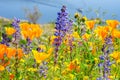 Super Bloom Flowers in Southern California: California Poppies and Lupines