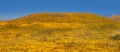 Super bloom on the hills of Southern California near Antelope Valley Royalty Free Stock Photo