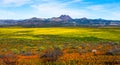 Super bloom spring wildflowers landscape panorama Royalty Free Stock Photo