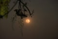 Super blue or blood full moonlight in sky over Thailand