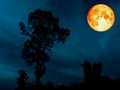 super blue blood moon over silhouette tree cerulean sky Royalty Free Stock Photo