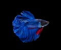 Super blue half moon Siamese fighting fish isolated on black background Royalty Free Stock Photo