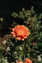 A super bright orange flower