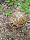 Super bright orange turtle shell