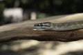 Coastal Carpet Python Royalty Free Stock Photo