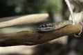 Coastal Carpet Python Royalty Free Stock Photo