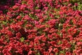 SuperÂ­cascade Petunia beautiful Flowerred colour Royalty Free Stock Photo