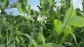 Super close. flowering peas grows on a garden bed on a clear sunny day