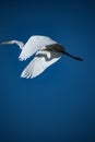 Super close great egret