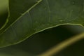 Super close of green leaf. High details shown on hogh deffinition. Royalty Free Stock Photo