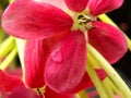 Super close macro of flower. Royalty Free Stock Photo