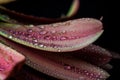 Super Close Petal After the Rain