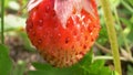 Super close strawberries in the grass on a branch on a clear sunny day