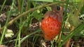 Super close strawberries in the grass on a branch on a clear sunny day