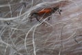 Super close up of blood filled sucking tick