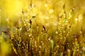 Super close-up of delicate filigree glowing moss that glistens in the sun with its flowers and damp stems against a yellow
