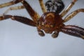 Super close up with face and eye details of male Xysticus lanio Red Crab-spider