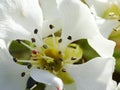 super close up of a flower of the stew pear tree