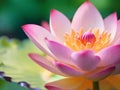 Super close up lotus flower, blur background