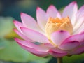 Super close up lotus flower, blur background