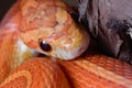 Super macro close up front view of pet orange corn snakes face Royalty Free Stock Photo