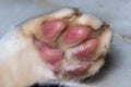 Super close up macro shot of a cat`s bottom foot
