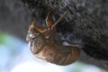 Super close-up macro shot of empty cicada shell Royalty Free Stock Photo